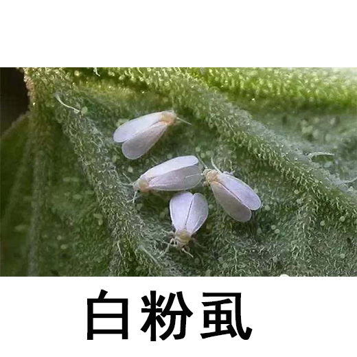 白粉虱.jpg