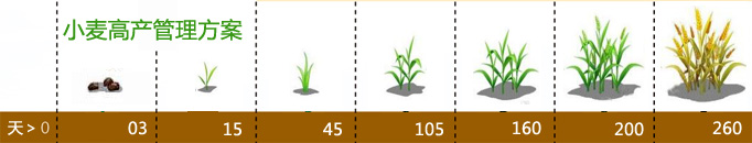 小麥高產(chǎn)管理方案
